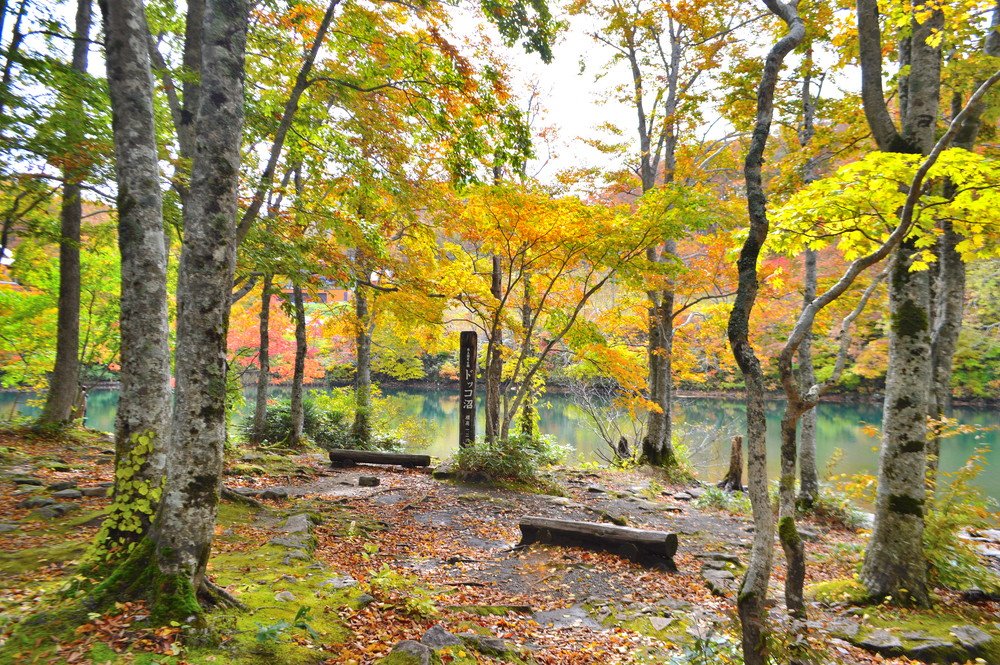 ⛩️ 금봉 신사(킨푸 진자) 이미지 8